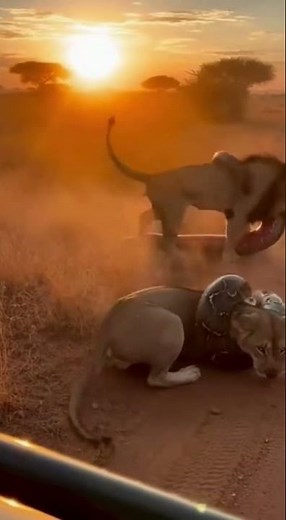 Lion King LEAPS to Save His Mate from a Giant Python — Unbelievable Rescue! 🦁🐍🔥