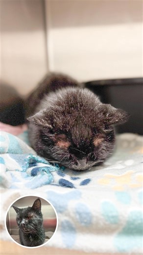 What happened to George is every cat parent's nightmare. Cats are...