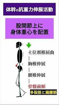 歩行動作入門【メカニズム】抗重力伸展活動と股関節の安定化による単脚支持の安定性の確保 ①#shorts