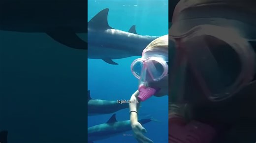 How to survive a dolphin attack and stay safe