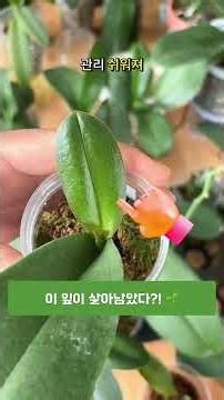 Why you should watch until the very end! 🌟 We reveal the secret to restoring leaves. This method ...