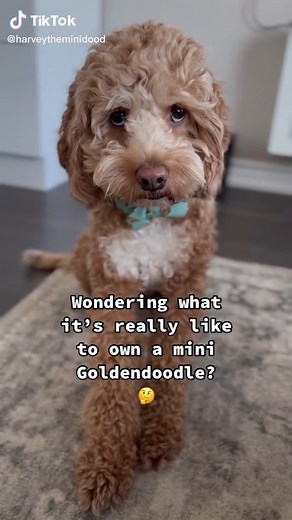 Life with a Mini Goldendoodle: Who Can Relate? 🐶