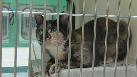 Dozens of cats up for adoption at Reno humane society after 101 seized from home