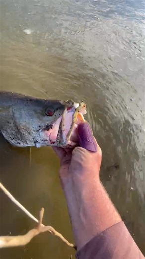 Bit of Impoundment Barra action from Jack Talbot 💪 #flattyfingerfamily 🐊👍 | Flatty Finger