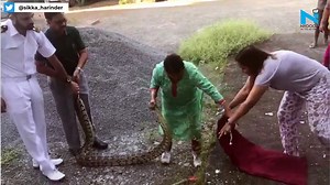 Woman captures 20kg python alive, video goes viral - video Dailymotion