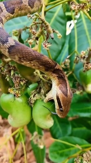 48K views · 120 reactions | #snake #snakevideos #nature #snakelovers #snakes | Amazing Creatures | Facebook
