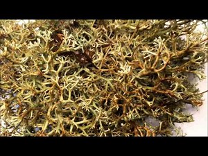 Time-lapse of lichen transforming when wet