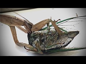 Praying Mantis Fights Cicada To The Death