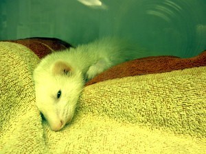 Nutrition For Critical Care - EmerAidVet