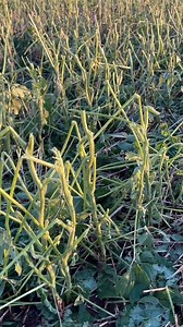 467K views · 4.5K reactions | Forte temporal de granizo | Clóvis Oeste Mania | Facebook