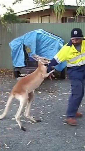 Human vs Kangaroo 🤣 Funniest Face-Off Ever! #shorts #kangaroo #funnyshorts