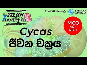 Cycas ජීවන චක්‍රය | Cycas Life Cycle | EduTalk Biology