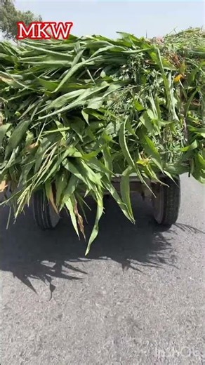 📌 Caption: Fresh maize fodder harvest season 🌽🚜
