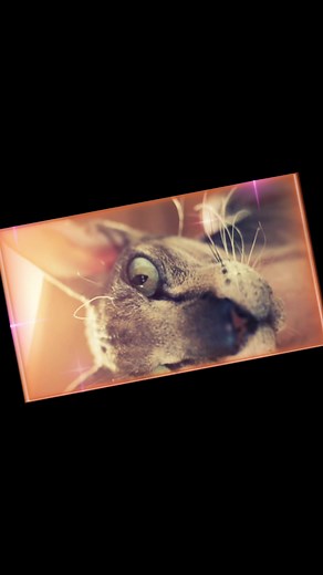 Unveiling the Real Face: Exploring the Masked Arab Phenomenon