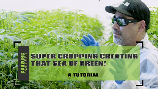 Super Cropping | Creating That Sea of Green!