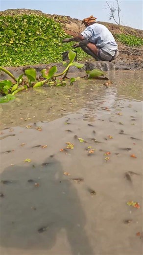 Fresh Native Fish View Brings Peace to the Mind #NativeFish #Calm #Nature #FishingLife #Relaxing
