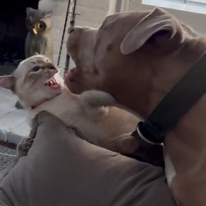 68K views · 1.4K reactions | cat vs dog | Ray's Funny Page | Facebook