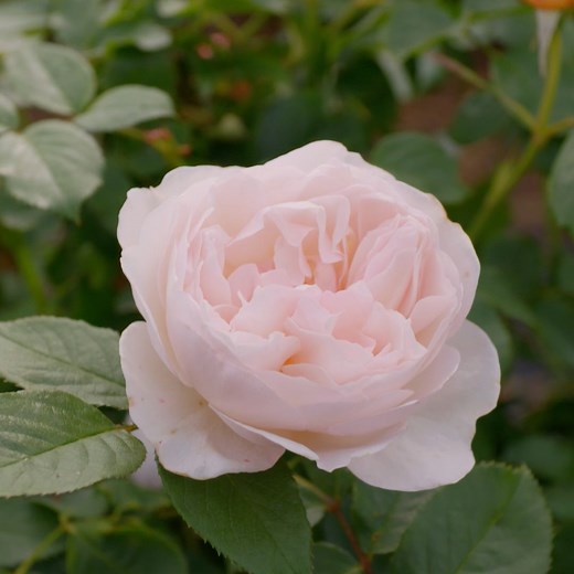 14K views · 904 reactions | A sweet reminder to slow down, savor each moment, and see the beauty. Watch all episodes of #GrowingFloret—streaming now on the #MagnoliaApp and discovery+. #MagnoliaNetwork | Magnolia Network | Facebook