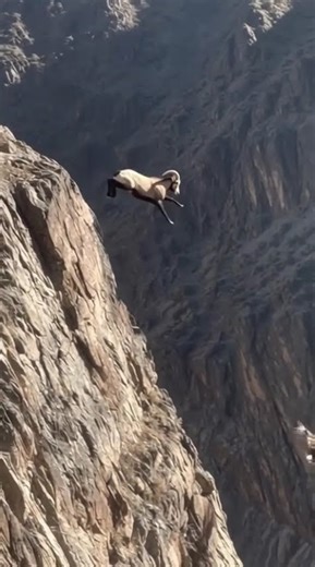 Golden Eagle vs Mountain Goat: The cliffside battle