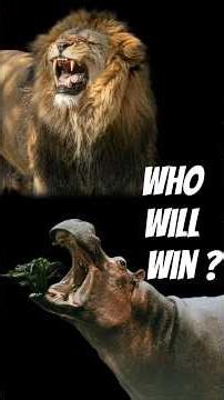 Lion VS Hippo - Who will win? | By Curious Compass #shorts #nature #factsinhindi