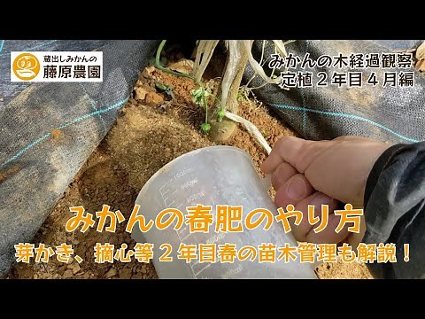 みかんの春肥のやり方と苗木2年目の成長観察。みかん栽培の基本、肥料と剪定（芽かき、摘心について解説します）