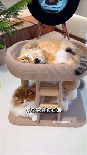 OBB寵物嚴選 on Instagram: "能把磨爪區域做到全覆蓋的小貓跳台 真的太適合愛抓家具沙發的魔丸貓了😈 貓窩#貓跳台#貓抓板"