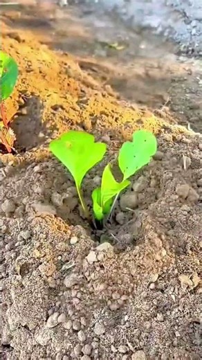 Farmer Using a Specialized Manual Seedling Transplanter to Plant Small Green Vegetables
