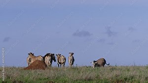 Long lens of a Grevy zebra (Equus Grevyi) playing in the sand during the morning within its dazzle standing by in Africa. Stock Video