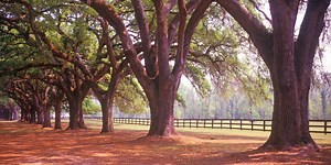 Pokémon Dough: The Rising Reddit Obsession With Stapling Bread To Trees