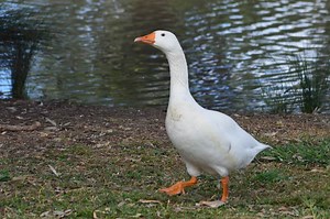 9 Geese Breeds, From The Friendliest to The Most Aggressive - Animal World Facts