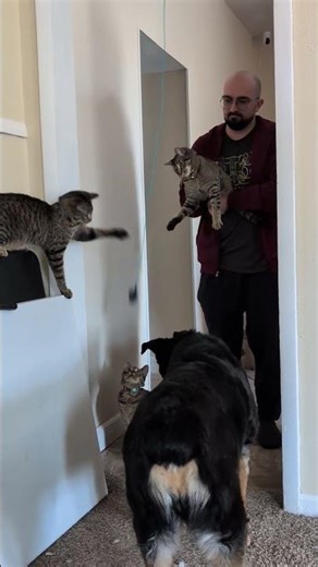 bouncy flying cat toy!!!