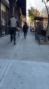 282K views · 10K reactions | Kala, Pomeranian/Corgi/Siberian Husky mix (5 y/o), N 4th & Driggs Ave., Brooklyn, NY • “This is my friend’s dog, I’m watching her. She’s really hyper. She has puppy energy, but she’s definitely not a puppy. Her tail is Husky-esque, but she has the stance and the height of a Corgi.” | The Dogist | Facebook