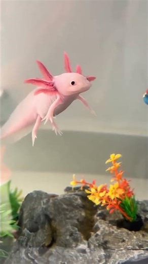 AXOLOTL ALBINO #hobby #fypシ#axolotl