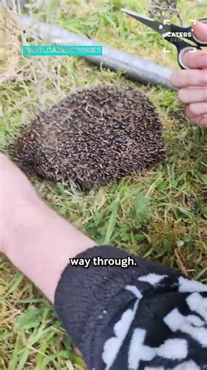 A Prickly Rescue Situation 🦔 #animalrescue