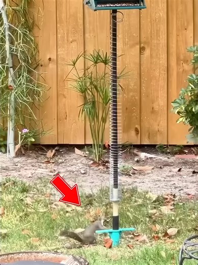 アメリカのリス対策