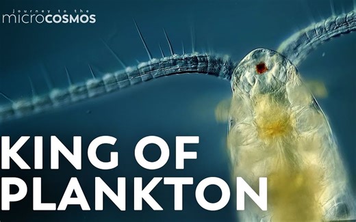桡足类：浮游生物中的吞噬硅藻之王-Copepods: The Diatom-Devouring King of Plankton