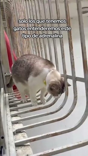 When having a cat is synonymous with adrenaline 😹🤣 #viralvideo #cats #cat #funny