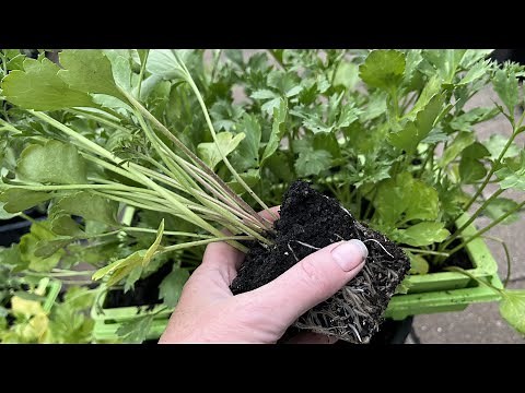 Anemones and Ranunculus in containers