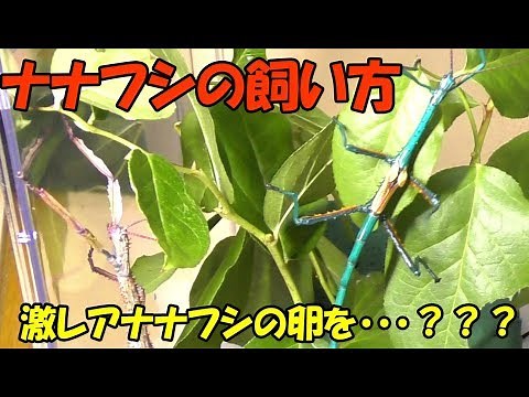 【Achrioptera fallax】～飼い方～そして超レアナナフシの卵をなんと！？stickinsectbreeding