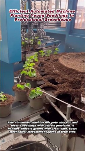 Efficient Automated Machine Planting Young Seedlings In Professional Greenhouse