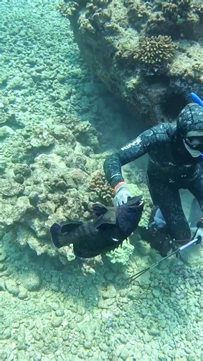 Hand Spear Hunting in Hawaii #spearfishing