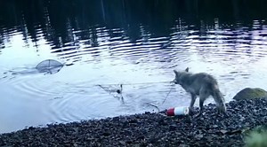 Video Captures First Evidence Of Possible Tool-Use By Wolves