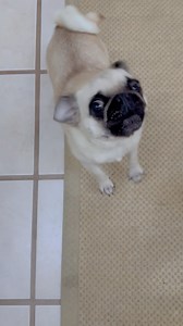 Grumpy Pug on Reels