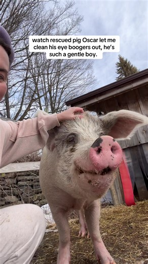Gentle Rescued Pig Oscar Gets Eye Boogers Cleaned