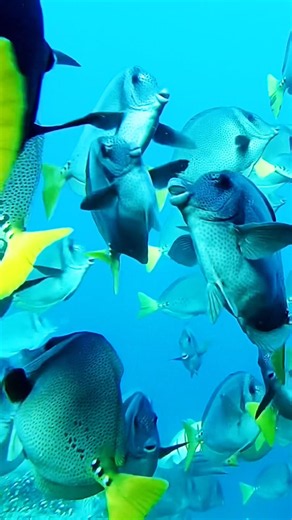Snorkeling Diving Cabo San Lucas #snorkeling #scuba #ocean #sea #youtubehighfive @youtubecreators ​