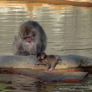 22K views · 962 reactions | Our baby Japanese macaque has a name! Say  to Mai, which is pronounced “May” and means “brightness” or “dance” in Japanese. At 2 months old, Mai stays close to mom Rikka and can often be seen carried on mom’s belly. Learn more: https://mkezoo.com/MacaqueMai | Milwaukee County Zoo | Facebook