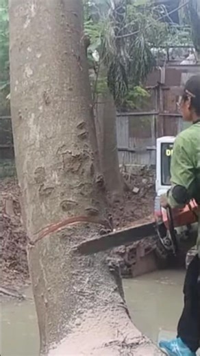logger Techniques Woodworking #shortvideo #chainsaw #treecutting