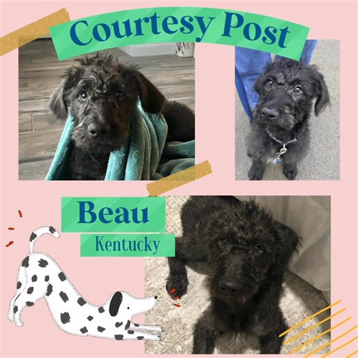 🩵Courtesy Post 🩵 *Beau- KY is *not* with IDOG Rescue and is being fostered thru Humane Society of Calloway County in Murray, Kentucky. Little about Beau: Beau is our foster pup and he is looking for his forever home. He is a 4-month-old male labradoodle that was found in a dumpster with his brother. He’s vibrant and is such a fun and handsome fella. He is fantastic on leash and has gotten pottery training down. He knows basic tricks and will listen any time you tell him to sit. Treat or no tre