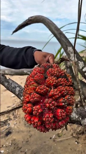 Pandanus Fruit Cutting