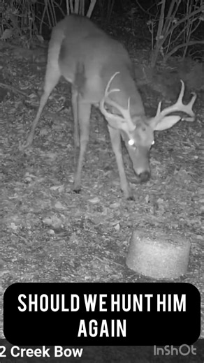 Giant Buck Still Alive!#shorts #wildlife #g4outdoors #deerhunting #nature #nobucksgiven #hunting